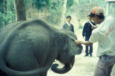 Photo for Wild elephant at a chinese training school near the town of Jinghong in Xishuangbanna in the region of the province of Yunnan in China in east asia.  China, Yunnan, April, 1996 - Royalty Free Image
