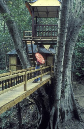Téléchargez les photos : Une femme sur un pont et un grand arbre près de la ville de Jinghong à Xishuangbanna dans la région de la province du Yunnan en Chine en Asie de l'Est. Chine, Yunnan, avril 1996 - en image libre de droit