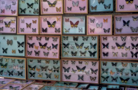 Téléchargez les photos : Un magasin de collecte de papillons dans la ville de Jinghong à Xishuangbanna dans la région de la province du Yunnan en Chine en Asie de l'Est. Chine, Yunnan, avril 1996 - en image libre de droit