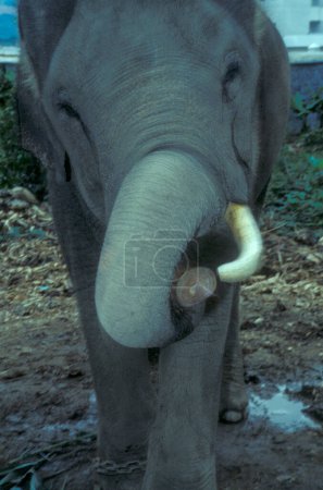 Photo for Wild elephant at a chinese training school near the town of Jinghong in Xishuangbanna in the region of the province of Yunnan in China in east asia.  China, Yunnan, April, 1996 - Royalty Free Image