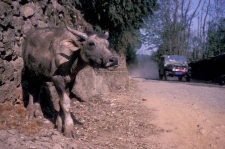Photo for A Buffalo on a road in a Village in the Agriculture Land near the Town of Menghai in the province of Yunnan in China in east asia.  China, Yunnan, April, 1996 - Royalty Free Image
