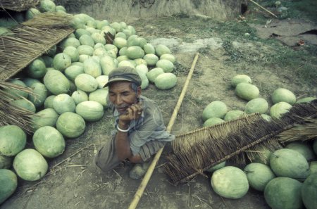 Photo for A watermelon plantation at a Village in the Agriculture Land near the Town of Menghai in the province of Yunnan in China in east asia.  China, Yunnan, April, 1996 - Royalty Free Image