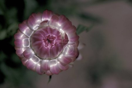 Foto de Una flor tropical en Xishuangbanna en la región de la provincia de Yunnan en China en el este de Asia. China, Yunnan, abril de 1996 - Imagen libre de derechos