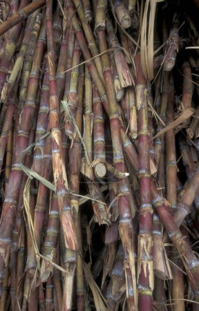 Photo for A sugar cane Plantation near the town of Ribeira Grande on the Island of Santo Antao on the Cape Verde Islands in Africa.  Cape Verde, Santo Antao, May, 2000 - Royalty Free Image