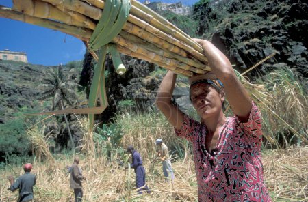 Téléchargez les photos : Les gens travaillent dans une plantation de canne à sucre près de la ville de Ribeira Grande sur l'île de Santo Antao sur les îles du Cap-Vert en Afrique. Cap-Vert, Santo Antao, mai 2000 - en image libre de droit