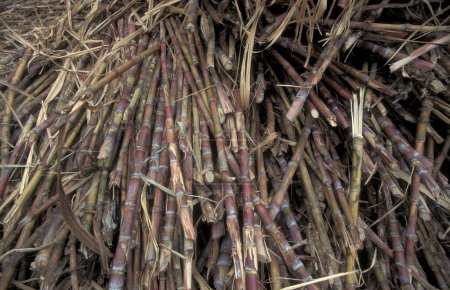 Téléchargez les photos : Une plantation de canne à sucre près de la ville de Ribeira Grande sur l'île de Santo Antao sur les îles du Cap Vert en Afrique. Cap-Vert, Santo Antao, mai 2000 - en image libre de droit