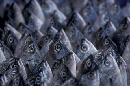 Téléchargez les photos : Poisson frais au marché aux poissons de la ville de Mindelo sur l'île de Sao Pedro sur les îles du Cap-Vert en Afrique. Cap-Vert, Santiago, mai 2000 - en image libre de droit