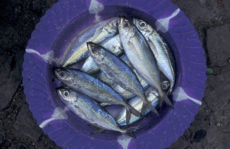 Foto de Pescado fresco en el mercado de pescado de la ciudad de Mindelo, en la isla de Sao Pedro, en las islas de Cabo Verde, en África. Cabo Verde, Santiago, mayo de 2000 - Imagen libre de derechos