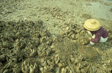 Foto de Frsh seawater Oyster en una granja Oyster y Oyster Reef en la aldea de Pak Nai en Hong Kong. China, Hong Kong, mayo de 1997 - Imagen libre de derechos