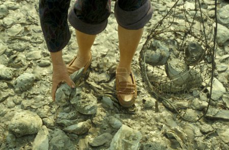 Téléchargez les photos : Huîtres d'eau de mer dans une ferme d'huîtres et récif d'huîtres dans le village de Pak Nai à Hongkong. Chine, Hongkong, mai 1997 - en image libre de droit