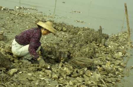 Téléchargez les photos : Huîtres d'eau de mer dans une ferme d'huîtres et récif d'huîtres dans le village de Pak Nai à Hongkong. Chine, Hongkong, mai 1997 - en image libre de droit