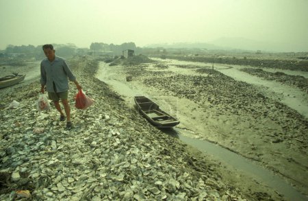 Foto de Frsh seawater Oyster en una granja Oyster y Oyster Reef en la aldea de Pak Nai en Hong Kong. China, Hong Kong, mayo de 1997 - Imagen libre de derechos