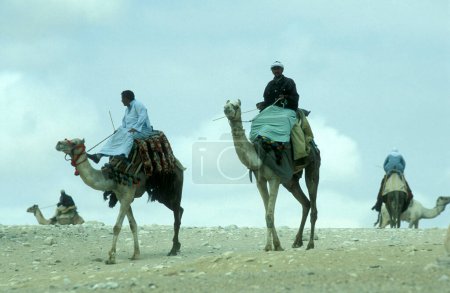 Téléchargez les photos : Un homme bédouin avec un chameau devant les pyramides de giza près de la ville du Caire à la capitale de l'Egypte en Afrique du Nord. Égypte, Le Caire, mars 2000 - en image libre de droit