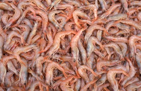 Photo for Prawns at a foodmarket at the Bazaar or Market in the Old Town of Cairo the Capital of Egypt in North Africa,   Egypt, Cairo, march, 2000 - Royalty Free Image