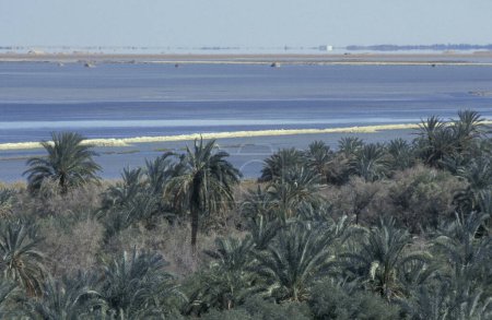 Téléchargez les photos : Dates Palmiers à une date Plantation au lac salé dans la ville et l'oasis de Bahariya dans le désert libyen ou occidental de l'Egypte en Afrique du Nord. Egypte, Bahariya, mars 2000 - en image libre de droit