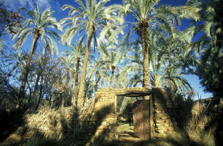 Téléchargez les photos : Dates Palmiers à une date Plantation dans la ville et l'oasis de Bahariya dans le désert Lybien ou occidental de l'Egypte en Afrique du Nord. Egypte, Bahariya, mars 2000 - en image libre de droit