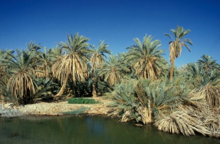 Téléchargez les photos : Dates Palmiers à une date Plantation dans la ville et l'oasis de Bahariya dans le désert Lybien ou occidental de l'Egypte en Afrique du Nord. Egypte, Bahariya, mars 2000 - en image libre de droit