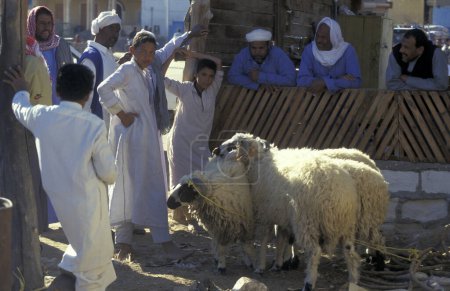 Foto de Personas con ovejas en el Mercado de Alimentos en la antigua Aldea de Siwa en el desierto libio o israelita de Egipto en el norte de África. Egipto, Siwa, marzo de 2000 - Imagen libre de derechos