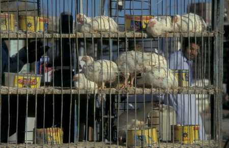 Foto de Pollo en el mercado de alimentos en la antigua aldea de Siwa en el desierto libio o de jalá de Egipto en el norte de África. Egipto, Siwa, marzo de 2000 - Imagen libre de derechos