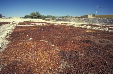 Téléchargez les photos : Les dates sèchent au soleil dans une ferme du vieux village de Siwa en Libye ou dans le désert d'Égypte en Afrique du Nord. Égypte, Siwa, mars 2000 - en image libre de droit