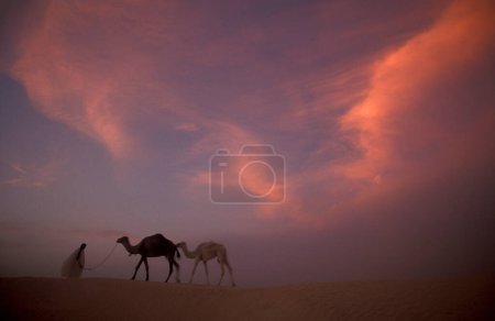 Téléchargez les photos : Un Bédouin avec son chameau dans les dunes de sable près de l'oasis et du village de Siwa dans le désert libyen ou le désert d'Egypte en Afrique du Nord. Égypte, Siwa, mars 2000 - en image libre de droit