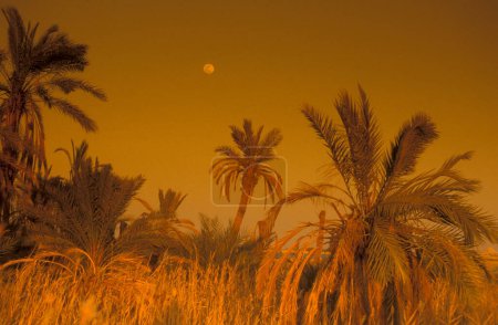 Téléchargez les photos : Le paysage et la nature du lac Salt et du lac Siwa dans le vieux village de Siwa en Libye ou dans le désert d'Égypte en Afrique du Nord. Égypte, Siwa, mars 2000 - en image libre de droit