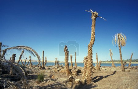 Photo for The Landscape and nature of the Salt Lake and Lake Siwa at the old Village of Siwa in the Libyan or estern Desert of Egypt in North Africa.  Egypt, Siwa, March, 2000 - Royalty Free Image