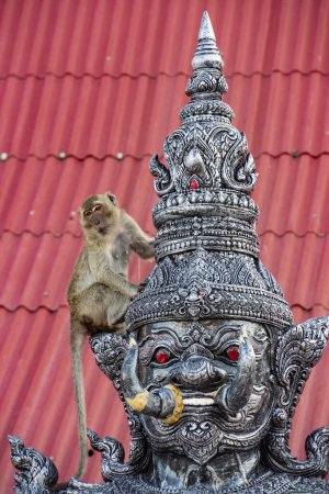 Photo for A Macaque Monkey sits at a figure at the Wat Khao Takiab on the Chpstick Hill in the town of khao Takiab south of the City of Hua Hin in the Province of Prachuap Khiri Khan in Thailand,  Thailand, Hua Hin, December, 2023 - Royalty Free Image