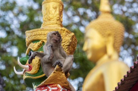 Foto de Un mono macaco se sienta en una figura en el Wat Khao Takiab en la colina Chpstick en la ciudad de khao Takiab al sur de la ciudad de Hua Hin en la provincia de Prachuap Khiri Khan en Tailandia, Tailandia, Hua Hin, diciembre de 2023 - Imagen libre de derechos