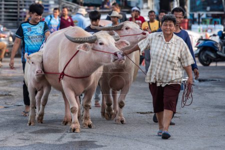 Téléchargez les photos : Les agriculteurs avec leur arrivée Buffaloes au Buffalo Race Festival ou Wing Khwai à Mueang Chonburi City à Province de Chonburi en Thaïlande. Thaïlande, Chonburi, 28 octobre 2023 - en image libre de droit