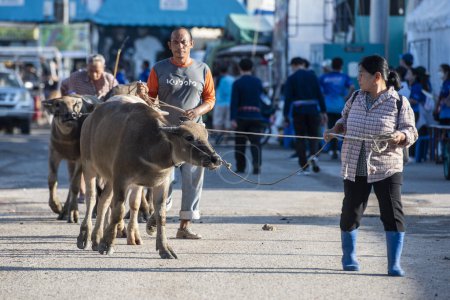 Photo for Farmers with their Buffaloes arrival at Buffalo Race Festival or Wing Khwai in Mueang Chonburi City at Province of Chonburi in Thailand.  Thailand, Chonburi, October, 28, 2023 - Royalty Free Image