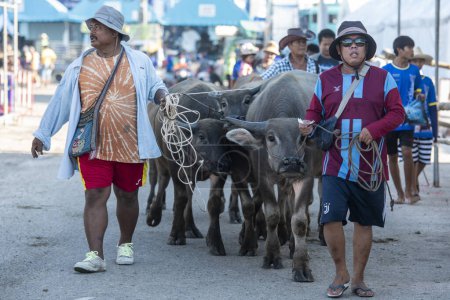 Foto de Los agricultores con sus Buffaloes llegan al Buffalo Race Festival o Wing Khwai en la ciudad de Mueang Chonburi en la provincia de Chonburi en Tailandia. Tailandia, Chonburi, 28 de octubre de 2023 - Imagen libre de derechos