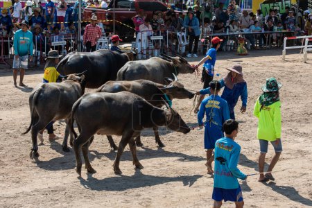 Photo for Farmer with Buffaloes after a race at Buffalo Race Festival or Wing Khwai in Mueang Chonburi City at Province of Chonburi in Thailand.  Thailand, Chonburi, October, 28, 2023 - Royalty Free Image