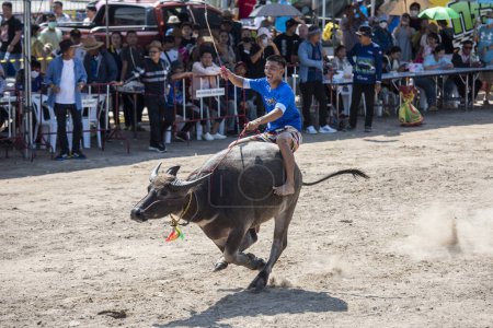 Téléchargez les photos : Fermier en action sur son Buffalo au Buffalo Race Festival ou Wing Khwai à Mueang Chonburi City à Province de Chonburi en Thaïlande. Thaïlande, Chonburi, 28 octobre 2023 - en image libre de droit