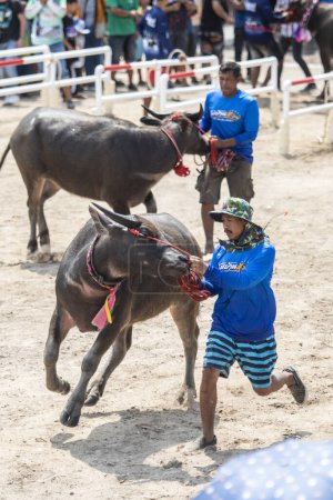 Foto de Agricultor con búfalos después de una carrera en Buffalo Race Festival o Wing Khwai en la ciudad de Mueang Chonburi en la provincia de Chonburi en Tailandia. Tailandia, Chonburi, 28 de octubre de 2023 - Imagen libre de derechos