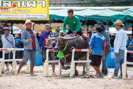 Foto de Farmer with his Race Buffalo at Start of Buffalo Race Festival or Wing Khwai in Mueang Chonburi City at Province of Chonburi in Thailand. Tailandia, Chonburi, 28 de octubre de 2023 - Imagen libre de derechos