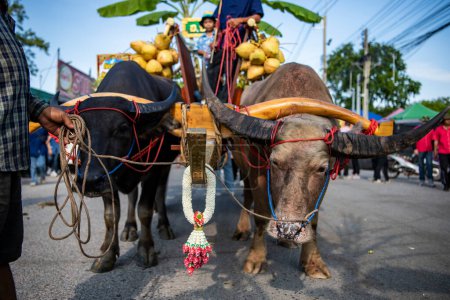 Photo for People and Buffalos at the Parade at Buffalo Race Festival or Wing Khwai in Mueang Chonburi City at Province of Chonburi in Thailand.  Thailand, Chonburi, October, 28, 2023 - Royalty Free Image