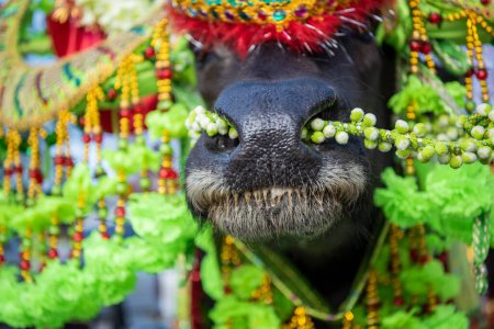 Téléchargez les photos : Un Buffalo décoré à la Parade au Buffalo Race Festival ou Wing Khwai à Mueang Chonburi City à Province de Chonburi en Thaïlande. Thaïlande, Chonburi, 28 octobre 2023 - en image libre de droit