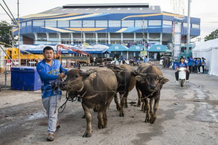 Foto de Los agricultores con sus Buffaloes llegan al Buffalo Race Festival o Wing Khwai en la ciudad de Mueang Chonburi en la provincia de Chonburi en Tailandia. Tailandia, Chonburi, 28 de octubre de 2023 - Imagen libre de derechos