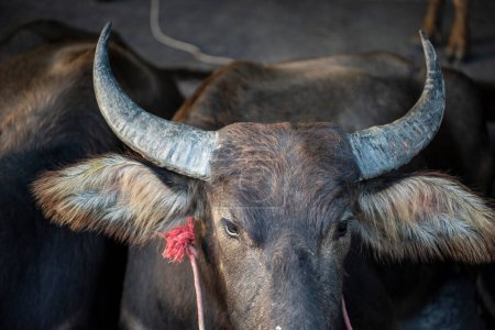 Téléchargez les photos : Les agriculteurs avec leur arrivée Buffaloes au Buffalo Race Festival ou Wing Khwai à Mueang Chonburi City à Province de Chonburi en Thaïlande. Thaïlande, Chonburi, 28 octobre 2023 - en image libre de droit