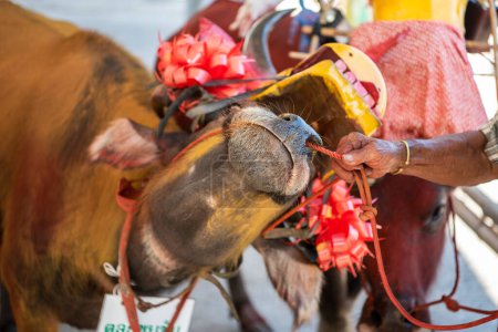 Foto de Peaple y Buffalo están listos para el desfile en Buffalo Race Festival o Wing Khwai en la ciudad de Mueang Chonburi en la provincia de Chonburi en Tailandia. Tailandia, Chonburi, 28 de octubre de 2023 - Imagen libre de derechos