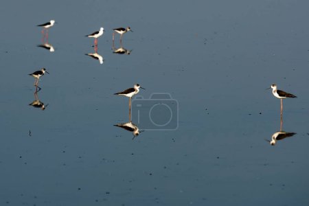 Photo for Birds on a ricefield near the city Mueang Chachoengsao City in Province of Chachoengsao in Thailand.  Thailand, Chachoengsao, November, 3, 2023 - Royalty Free Image