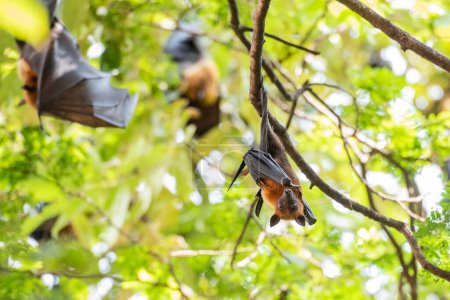 Téléchargez les photos : Chauves-souris sauvages dans le parc à Wat Pho Bang Khla près de la ville Mueang Chachoengsao City dans la province de Chachoengsao en Thaïlande. Thaïlande, Chachoengsao, 4 novembre 2023 - en image libre de droit