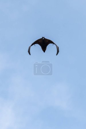 Photo for Wild Bats in the Park at Wat Pho Bang Khla near city Mueang Chachoengsao City in Province of Chachoengsao in Thailand.  Thailand, Chachoengsao, November, 4, 2023 - Royalty Free Image
