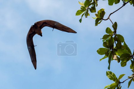 Photo for Wild Bats in the Park at Wat Pho Bang Khla near city Mueang Chachoengsao City in Province of Chachoengsao in Thailand.  Thailand, Chachoengsao, November, 4, 2023 - Royalty Free Image