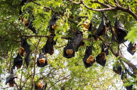 Téléchargez les photos : Chauves-souris sauvages dans le parc à Wat Pho Bang Khla près de la ville Mueang Chachoengsao City dans la province de Chachoengsao en Thaïlande. Thaïlande, Chachoengsao, 4 novembre 2023 - en image libre de droit