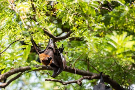Foto de Murciélagos salvajes en el parque en Wat Pho Bang Khla cerca de la ciudad de Mueang Chachoengsao en la provincia de Chachoengsao en Tailandia. Tailandia, Chachoengsao, 4 de noviembre de 2023 - Imagen libre de derechos
