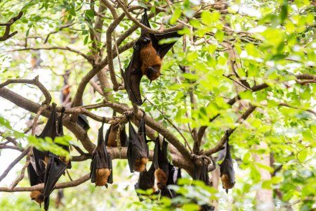 Foto de Murciélagos salvajes en el parque en Wat Pho Bang Khla cerca de la ciudad de Mueang Chachoengsao en la provincia de Chachoengsao en Tailandia. Tailandia, Chachoengsao, 4 de noviembre de 2023 - Imagen libre de derechos