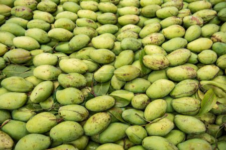 green Mango at a Market in city Mueang Chachoengsao City in Province of Chachoengsao in Thailand.  Thailand, Chachoengsao, November, 3, 2023