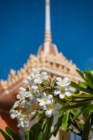 Téléchargez les photos : Fleurs contre Wat Asa Songkhram dans la ville de Phra Pradaeng près de la ville et Province Samut Prakan en Thaïlande. Thaïlande, Samut Prakan, 7 décembre 2023 - en image libre de droit